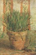 Vincent Van Gogh Flowerpot with Chives (nn04) oil on canvas